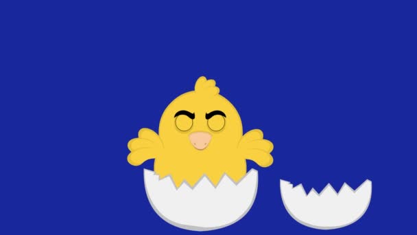 青いクロマキーの背景に卵の殻を破る新生児の漫画の雛のアニメーションループ — ストック動画
