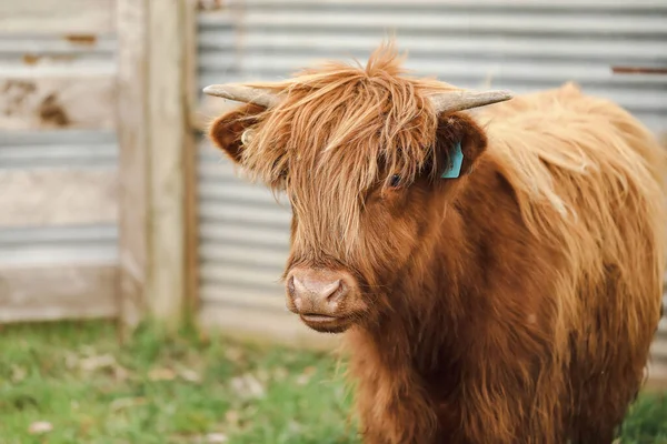 Güzel İskoç İneği sığır ağıllarında öküz