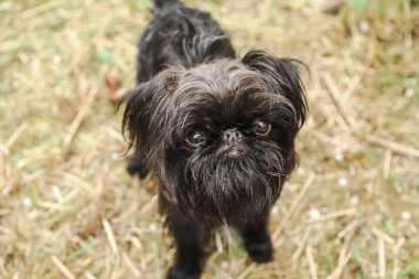 Şirin siyah Brüksel Griffon köpek yavrusu doğayı keşfediyor.