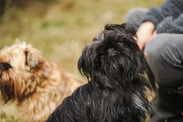 Lindo Negro Bruselas Grifo Cachorro Explorar Naturaleza Entorno —  Fotos de Stock