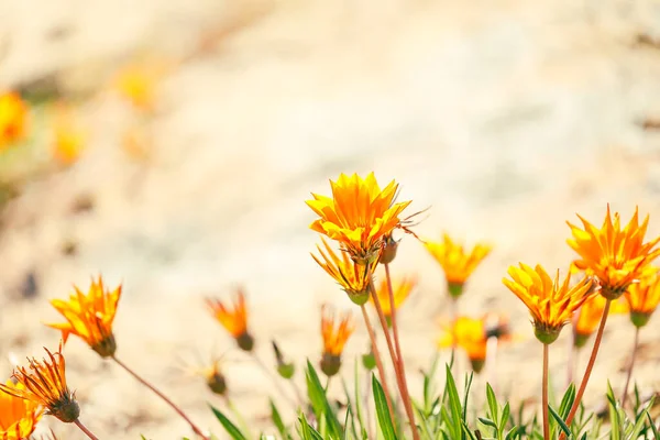 Field Vibrant Yellow Orange Gazania Flowers Growing Wild — Stock Photo, Image
