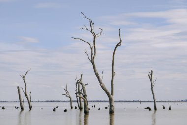 Kow Bataklığı, Victoria Avustralya. Bulutlu bir günde ölü ağaçlarla dolu bir su sahnesi