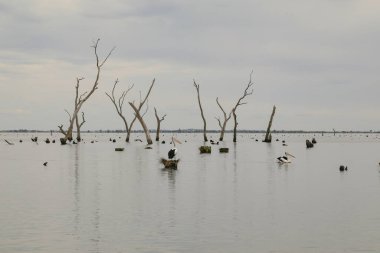 Pelikanlar ve ölü ağaç kütükleriyle dolu bir su sahnesi. Kow Bataklığı Victoria Avustralya