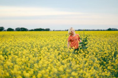 Çocuk canlı sarı kanola tarlasında oynuyor.