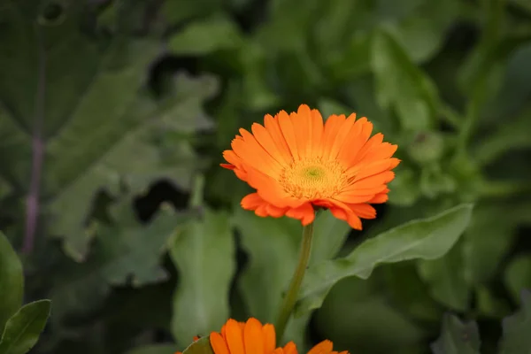 Sebze Bahçesinde Canlı Turuncu Kadife Çiçeği — Stok fotoğraf