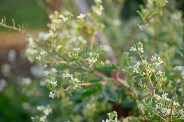 Çiçek açan ve sebze bahçesinde tohum eken turp bitkilerinin görüntüsünü kapat