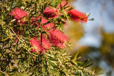 Kırmızı ağlayan şişe fırçası çiçek açıyor, Avustralya 'nın yerli bitkisi çiçek topaklarıyla birlikte.