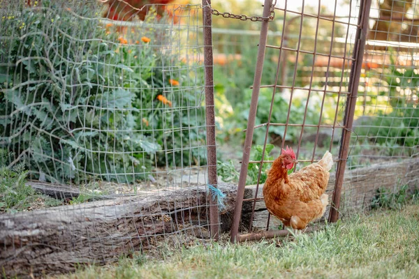 Poulet Brun Isa Jouissant Une Vie Plein Air Dans Potager — Photo