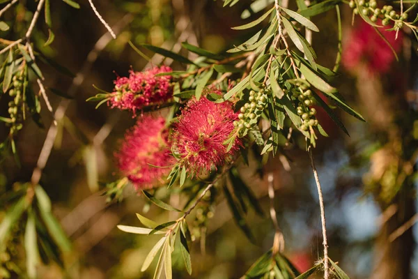 红色的落叶灌丛开花 原产于澳大利亚的植物 花朵丛生 — 图库照片