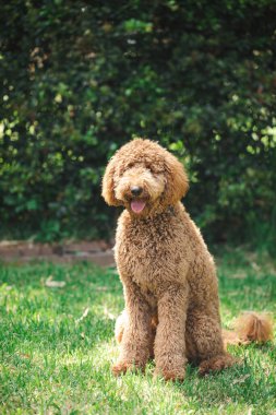Genç Groodle melez köpeği, namı diğer Golden Doodle (Fino Golden Retriever Cross), güzel arka bahçesinde