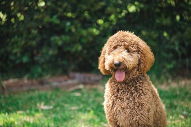 Genç Groodle melez köpeği, namı diğer Golden Doodle (Fino Golden Retriever Cross), güzel arka bahçesinde