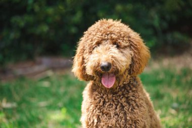 Genç Groodle melez köpeği, namı diğer Golden Doodle (Fino Golden Retriever Cross), güzel arka bahçesinde