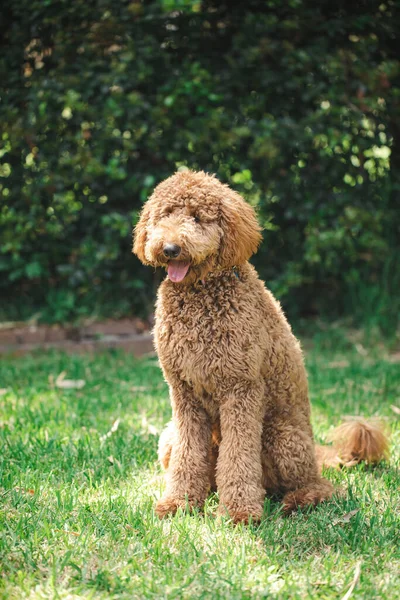 Genç Groodle melez köpeği, namı diğer Golden Doodle (Fino Golden Retriever Cross), güzel arka bahçesinde