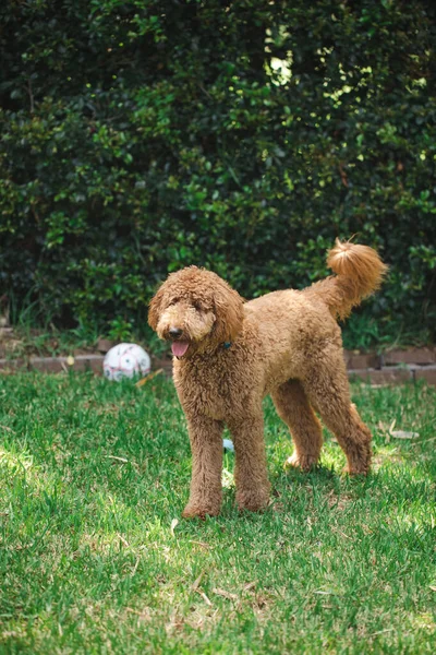 Cão Mestiço Jovem Groodle Também Conhecido Como Golden Doodle Poodle — Fotografia de Stock