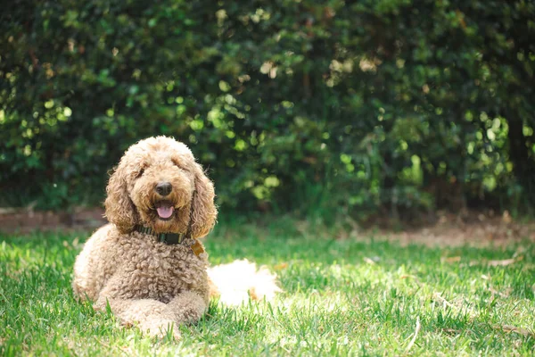 Rilassato Groodle Cane Razza Mista Noto Anche Come Golden Doodle — Foto Stock