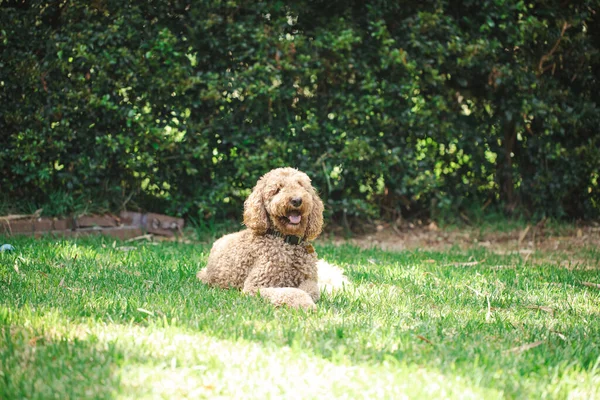 Relaxált Groodle Kevert Kutya Más Néven Golden Doodle Uszkár Golden — Stock Fotó