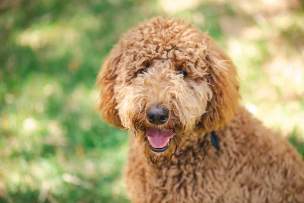 Genç Groodle melez köpeği, namı diğer Golden Doodle (Fino Golden Retriever Cross), güzel arka bahçesinde