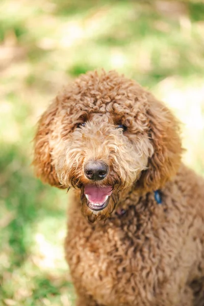 Genç Groodle melez köpeği, namı diğer Golden Doodle (Fino Golden Retriever Cross), güzel arka bahçesinde