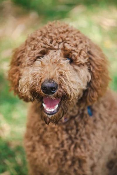 Young Groodle Mixed Breed Dog Also Known Golden Doodle Poodle — Stock Photo, Image