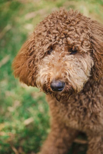 Young Groodle Mixed Breed Dog Also Known Golden Doodle Poodle — Stock Photo, Image