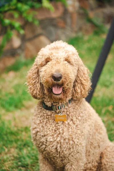 Relaxed Groodle Mixed Breed Dog Also Known Golden Doodle Poodle — Stock Photo, Image