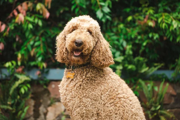 Relaxált Groodle Kevert Kutya Más Néven Golden Doodle Uszkár Golden — Stock Fotó