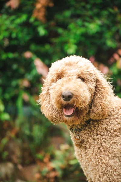 Rilassato Groodle Cane Razza Mista Noto Anche Come Golden Doodle — Foto Stock