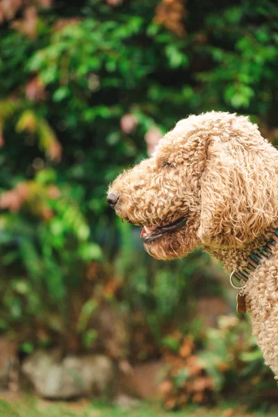 Расслабленный Groodle Смешанной Породы Собака Известный Золотой Каракули Пудель Золотой — стоковое фото