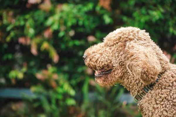 Entspannter Groodle Mischlingshund Auch Bekannt Als Golden Doodle Pudel Golden — Stockfoto