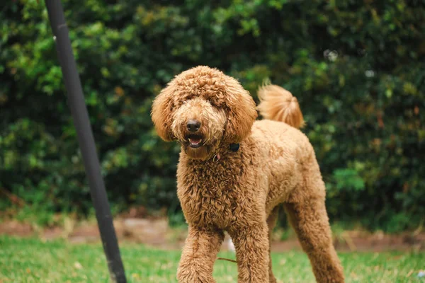 Genç Groodle melez köpeği, namı diğer Golden Doodle (Fino Golden Retriever Cross), güzel arka bahçesinde