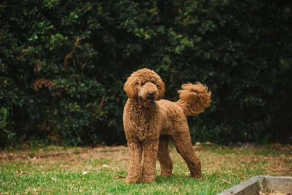 Genç Groodle melez köpeği, namı diğer Golden Doodle (Fino Golden Retriever Cross), güzel arka bahçesinde