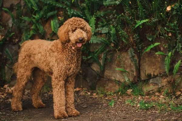Genç Groodle melez köpeği, namı diğer Golden Doodle (Fino Golden Retriever Cross), güzel arka bahçesinde