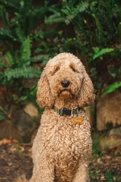 Relaxed Groodle Mixed Breed Dog Also Known Golden Doodle Poodle — Stock Photo, Image