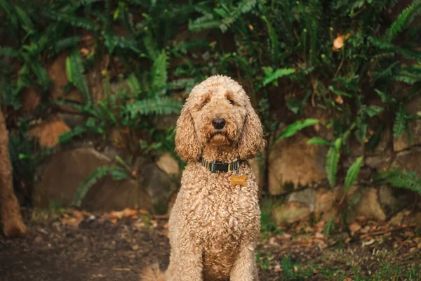 Relaxált Groodle Kevert Kutya Más Néven Golden Doodle Uszkár Golden — Stock Fotó