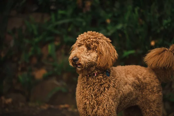 Giovane Groodle Cane Razza Mista Noto Anche Come Golden Doodle — Foto Stock