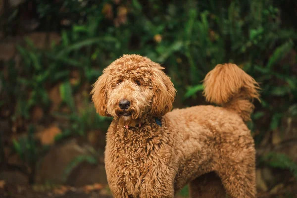 Genç Groodle melez köpeği, namı diğer Golden Doodle (Fino Golden Retriever Cross), güzel arka bahçesinde