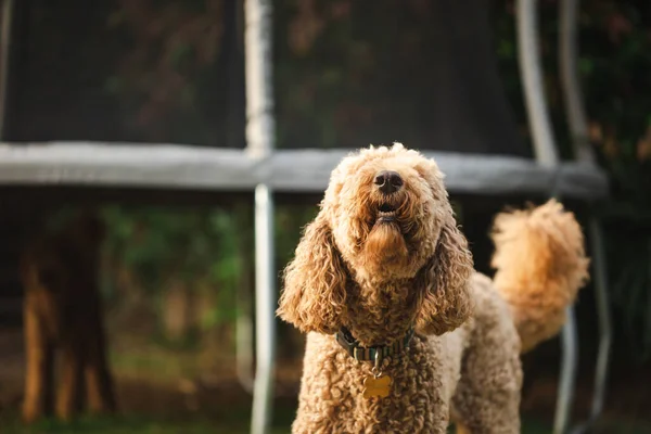 Groodle Mixed Breed Dog Also Known Golden Doodle Poodle Golden — Stock Photo, Image