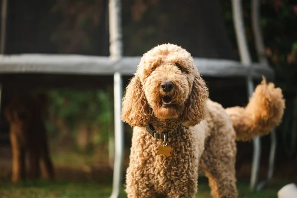 Groodle Specialità Razza Riccio Cane Capelli Giardino Cortile Impostazione — Foto Stock