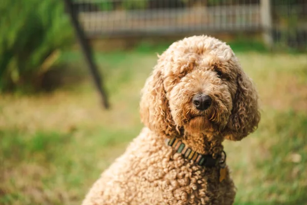 Uvolněný Groodle Smíšený Pes Také Známý Jako Golden Doodle Pudl — Stock fotografie