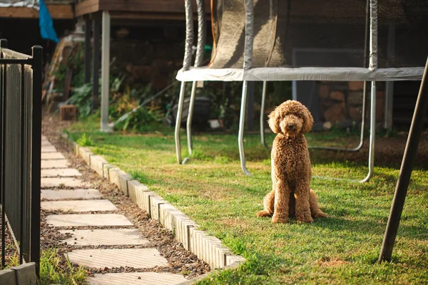 Groodle Spezialität Rasse Lockiges Haar Hund Hinterhof Garten Einstellung — Stockfoto