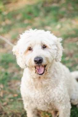 Mutlu beyaz karalama köpeği, açık hava portresini kapat.