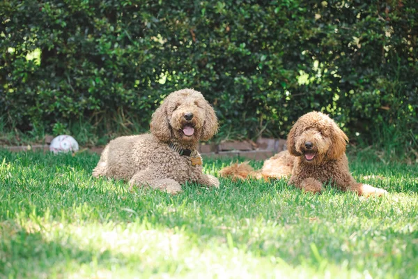 Two Groodle Golden Doodle Dogs Sitting Green Grass Stock Picture