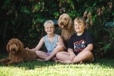 Çimenlerin üzerinde oturan iki altın renkli köpekle