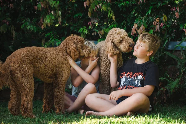Мальчики Сидят Траве Двумя Собаками Золотой Дудл — стоковое фото