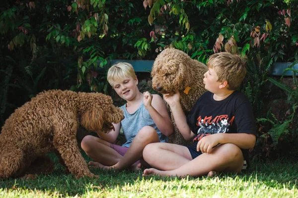 Мальчики Сидят Траве Двумя Собаками Золотой Дудл — стоковое фото