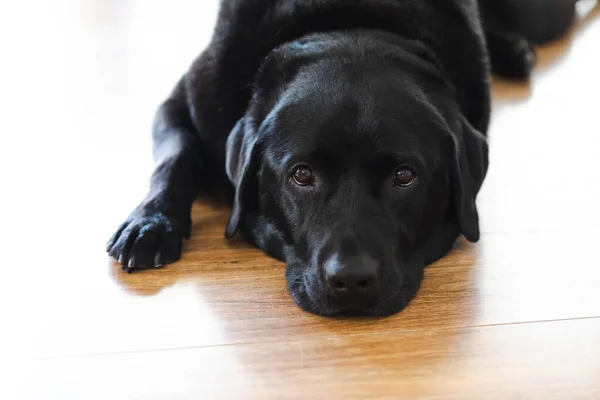 Labrador Negro Acostado Suelo Madera Con Los Ojos Abiertos —  Fotos de Stock