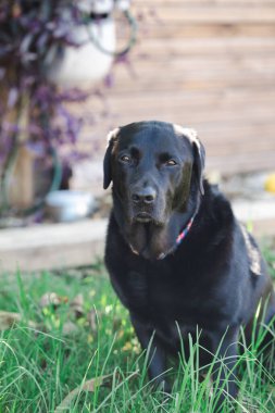 Avustralya 'nın arka bahçesinde çimlerde oturan rahat siyah labrador.