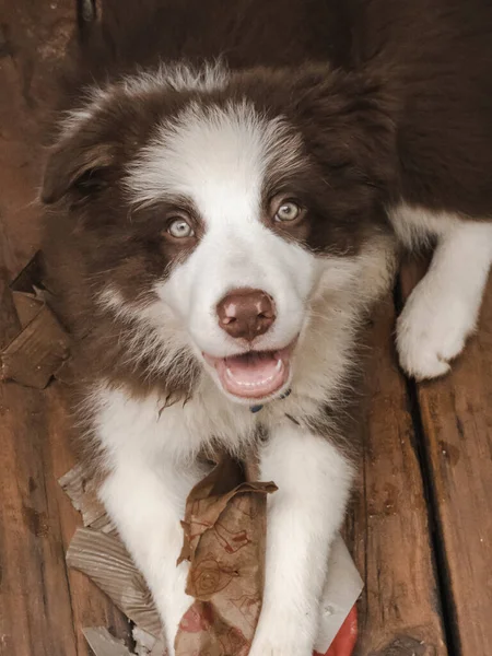 Joven Cachorro Collie Borde Marrón Blanco Con Hermosos Ojos Vibrantes —  Fotos de Stock