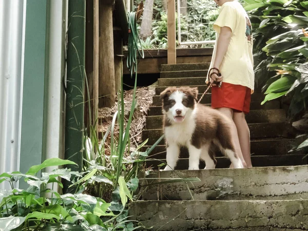 Niño Escaleras Lado Casa Con Lindo Borde Collie Cachorro —  Fotos de Stock