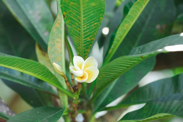 Delicate Yellow Frangipani Flower Tree Tropical Garden — Stock Photo, Image